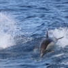 Dolphins Watching